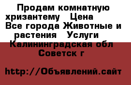 Продам комнатную хризантему › Цена ­ 250 - Все города Животные и растения » Услуги   . Калининградская обл.,Советск г.